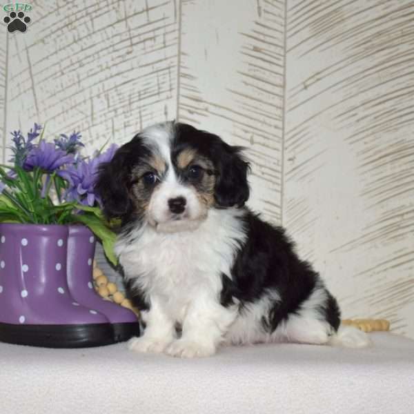 Angelica, Cavachon Puppy