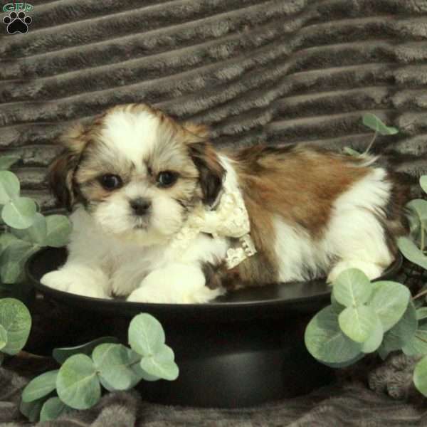 Anita, Shih Tzu Puppy