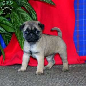 Pug Puppies For Sale - Greenfield Puppies