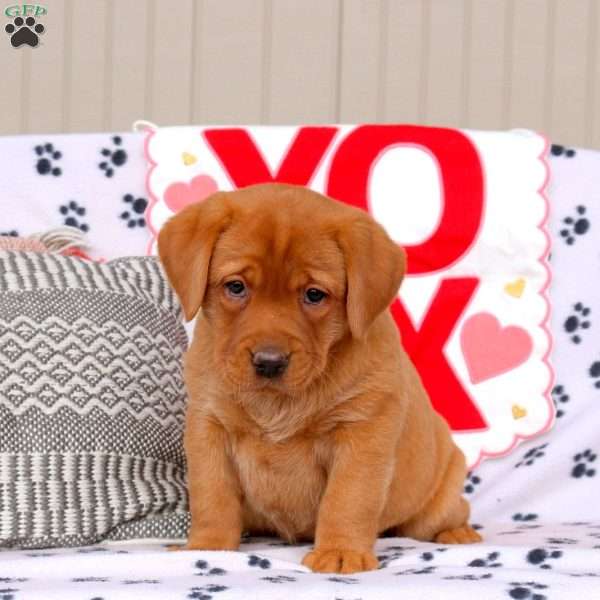 Anna, Fox Red Labrador Retriever Puppy