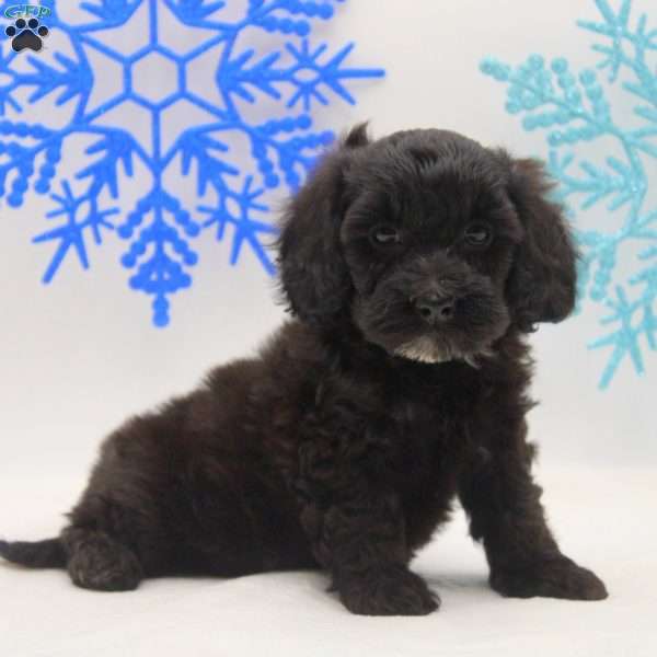 Annabelle, Miniature Poodle Mix Puppy