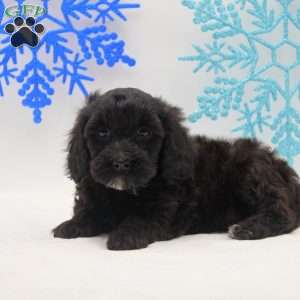 Annabelle, Miniature Poodle Mix Puppy