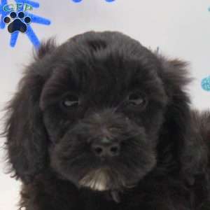 Annabelle, Miniature Poodle Mix Puppy