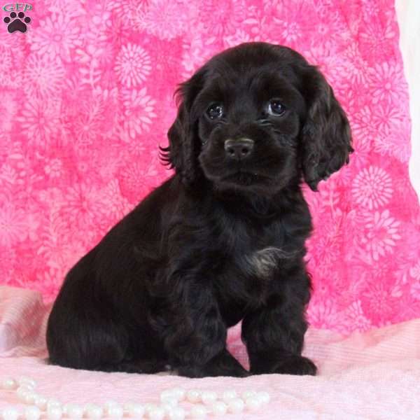 Annie, Cocker Spaniel Puppy