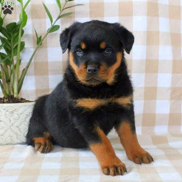 Annie, Rottweiler Puppy