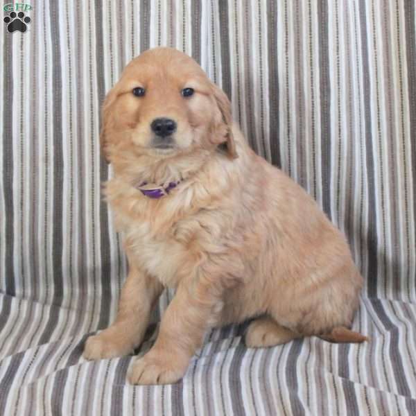 Annie, Golden Retriever Puppy