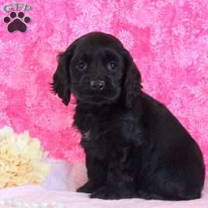 Annie, Cocker Spaniel Puppy