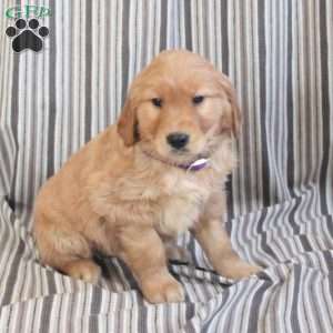 Annie, Golden Retriever Puppy