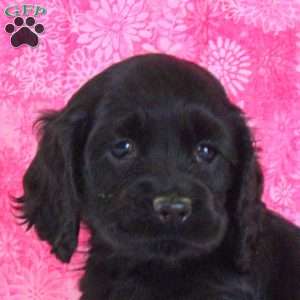 Annie, Cocker Spaniel Puppy