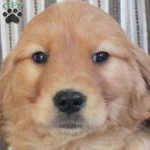 Annie, Golden Retriever Puppy