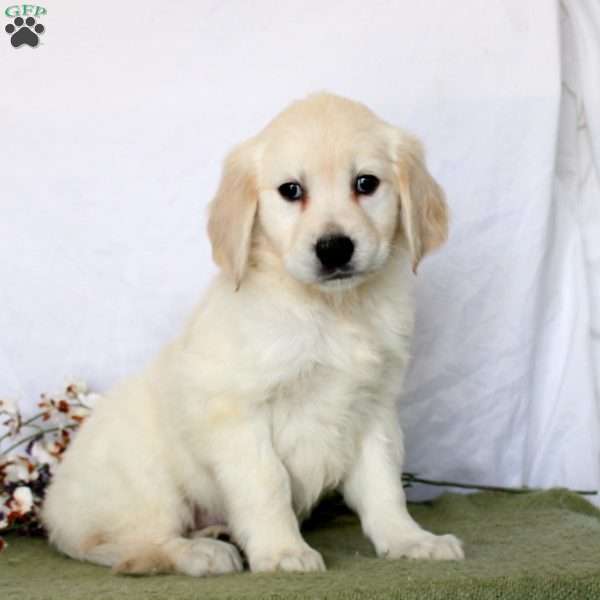 Annie, Golden Retriever Puppy