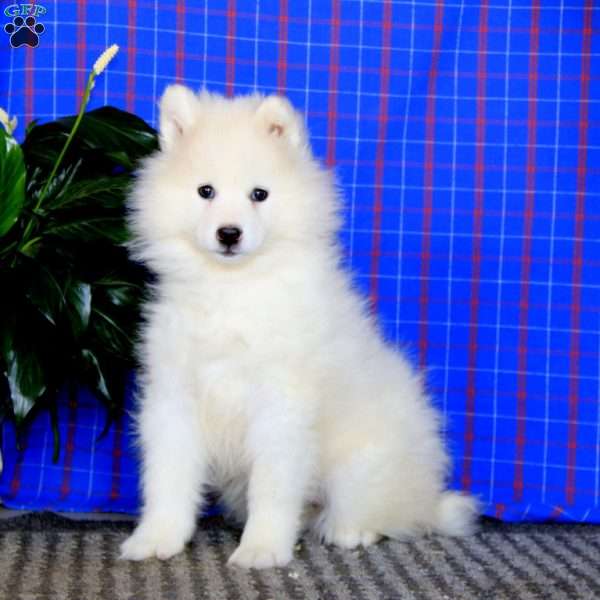 Annie, Samoyed Puppy