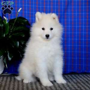 Annie, Samoyed Puppy