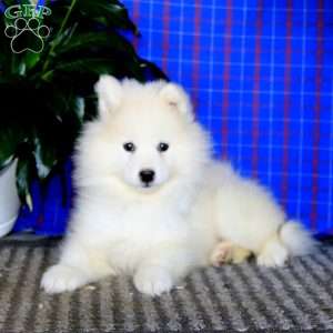 Annie, Samoyed Puppy