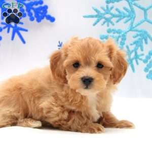 Annika, Miniature Poodle Mix Puppy