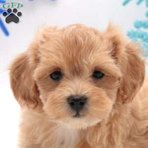 Annika, Miniature Poodle Mix Puppy