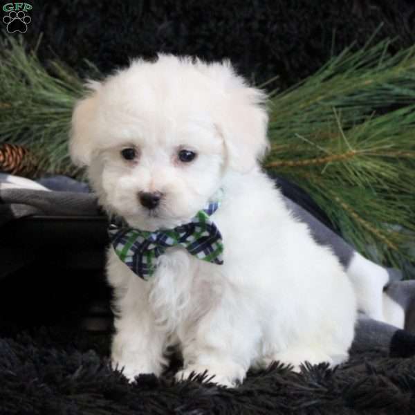 Anson, Bichon Frise Puppy