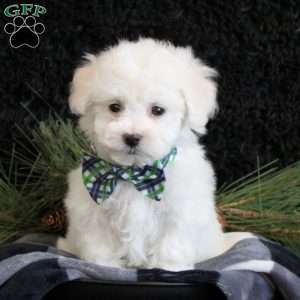 Anson, Bichon Frise Puppy