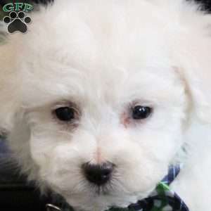 Anson, Bichon Frise Puppy