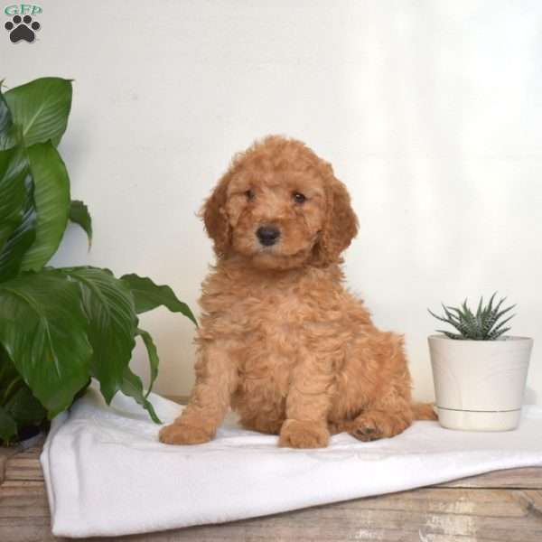 Anthony, Mini Goldendoodle Puppy