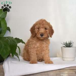 Anthony, Mini Goldendoodle Puppy