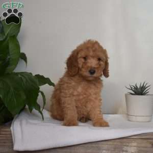 Anthony, Mini Goldendoodle Puppy