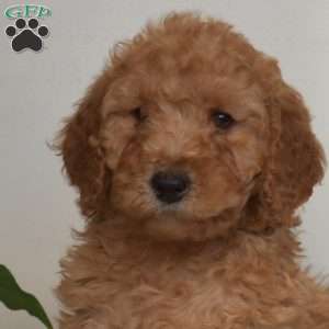 Anthony, Mini Goldendoodle Puppy