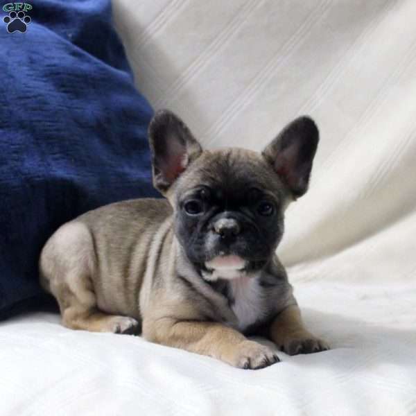 Anton, French Bulldog Puppy