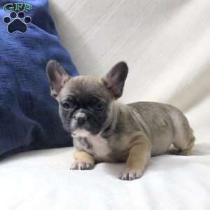 Anton, French Bulldog Puppy