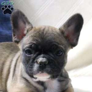 Anton, French Bulldog Puppy