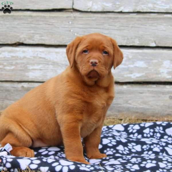 Anya, Fox Red Labrador Retriever Puppy