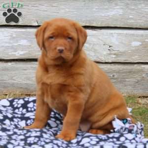 Anya, Fox Red Labrador Retriever Puppy