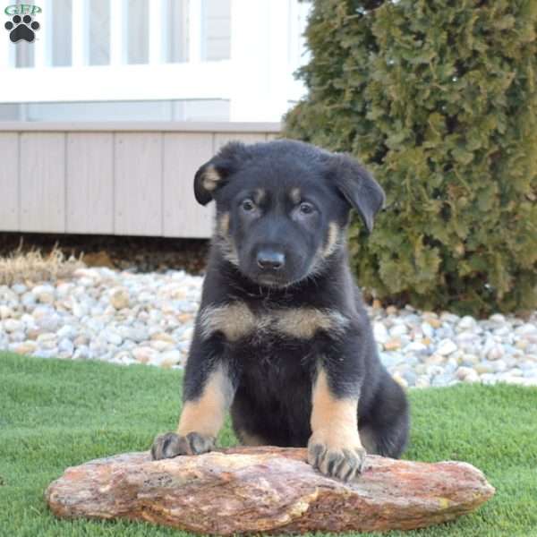 Apollo, German Shepherd Puppy