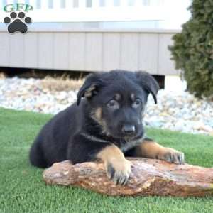 Apollo, German Shepherd Puppy