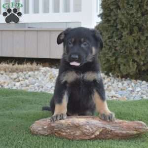 Apollo, German Shepherd Puppy