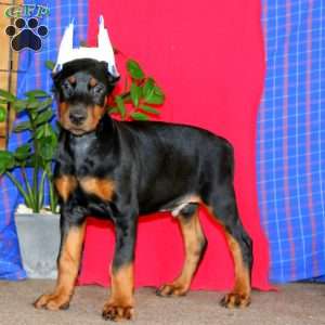 Apollo, Doberman Pinscher Puppy