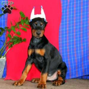 Apollo, Doberman Pinscher Puppy