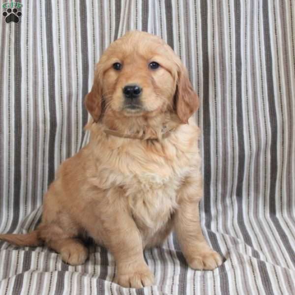 Apricot, Golden Retriever Puppy