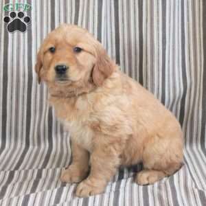 Apricot, Golden Retriever Puppy