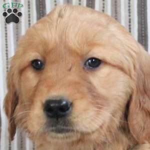 Apricot, Golden Retriever Puppy