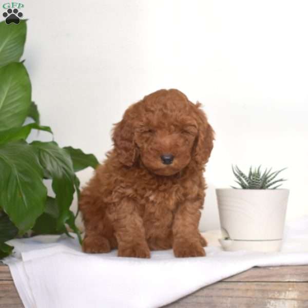 April, Mini Goldendoodle Puppy