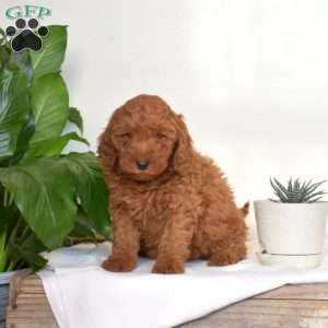 April, Mini Goldendoodle Puppy