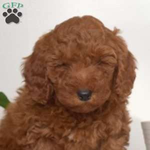 April, Mini Goldendoodle Puppy