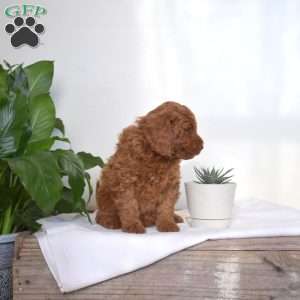 April, Mini Goldendoodle Puppy