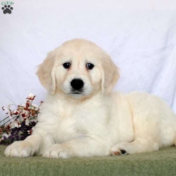 April, Golden Retriever Puppy