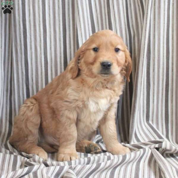 Archer, Golden Retriever Puppy