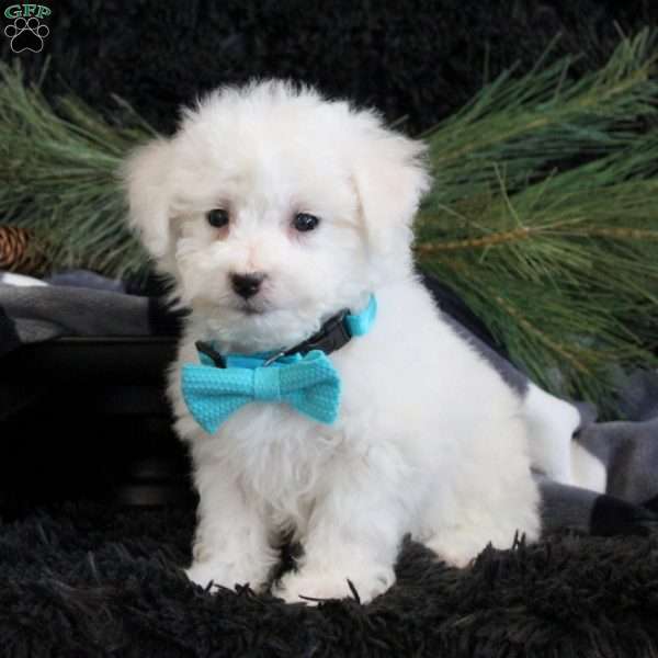 Archer, Bichon Frise Puppy