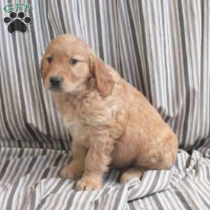 Archer, Golden Retriever Puppy