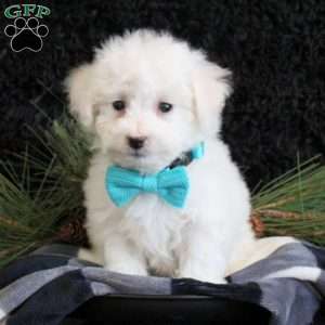 Archer, Bichon Frise Puppy