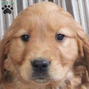 Archer, Golden Retriever Puppy